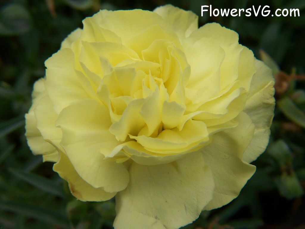 carnation flower Photo flowers_pics_3233.jpg