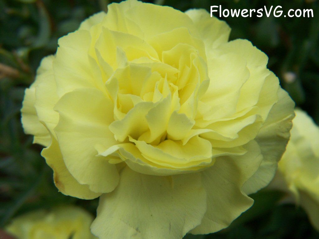 carnation flower Photo flowers_pics_3235.jpg
