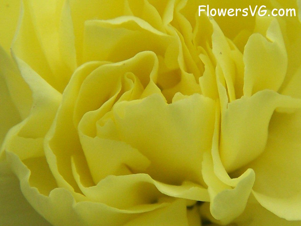 carnation flower Photo flowers_pics_3236.jpg