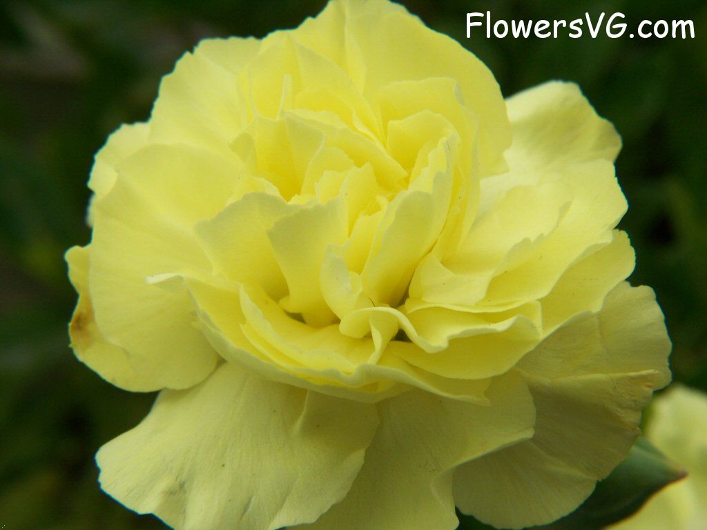 carnation flower Photo flowers_pics_3240.jpg