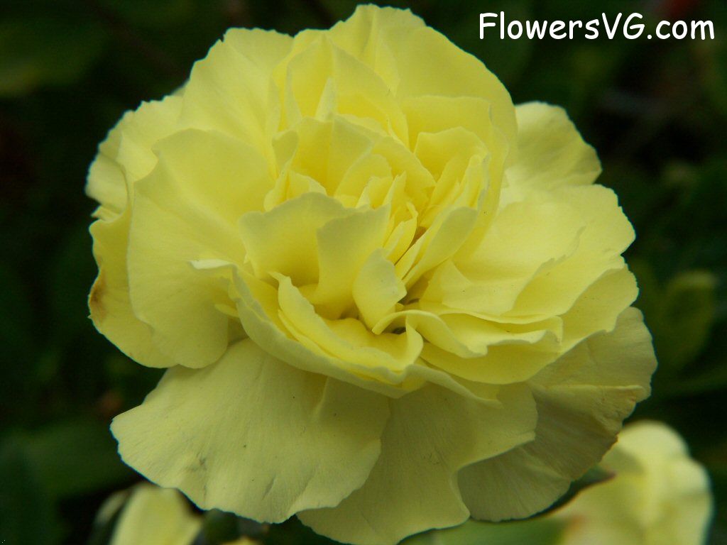 carnation flower Photo flowers_pics_3241.jpg