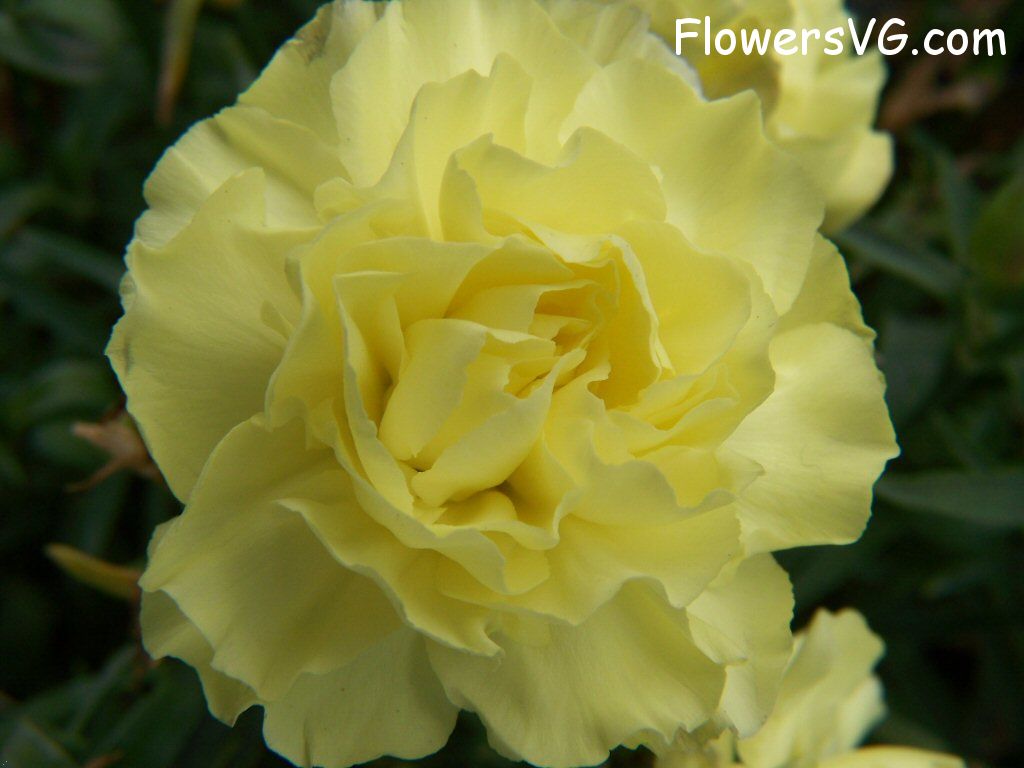 carnation flower Photo flowers_pics_3247.jpg