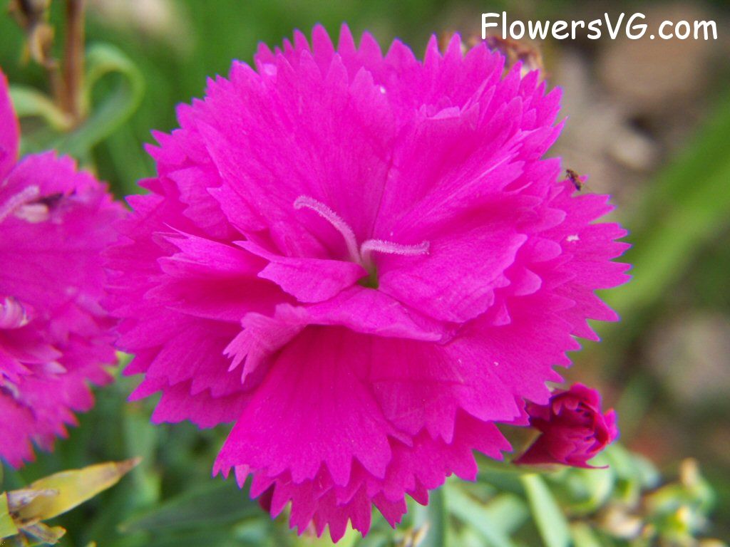 carnation flower Photo flowers_pics_3507.jpg