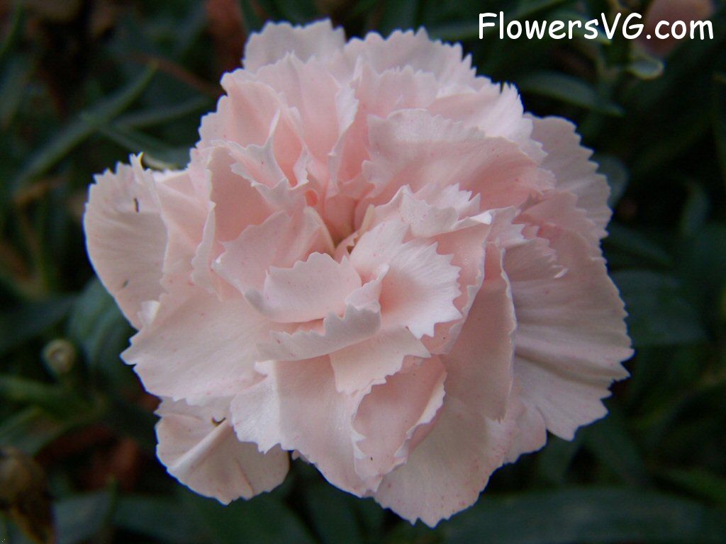 carnation flower Photo flowers_pics_3522.jpg