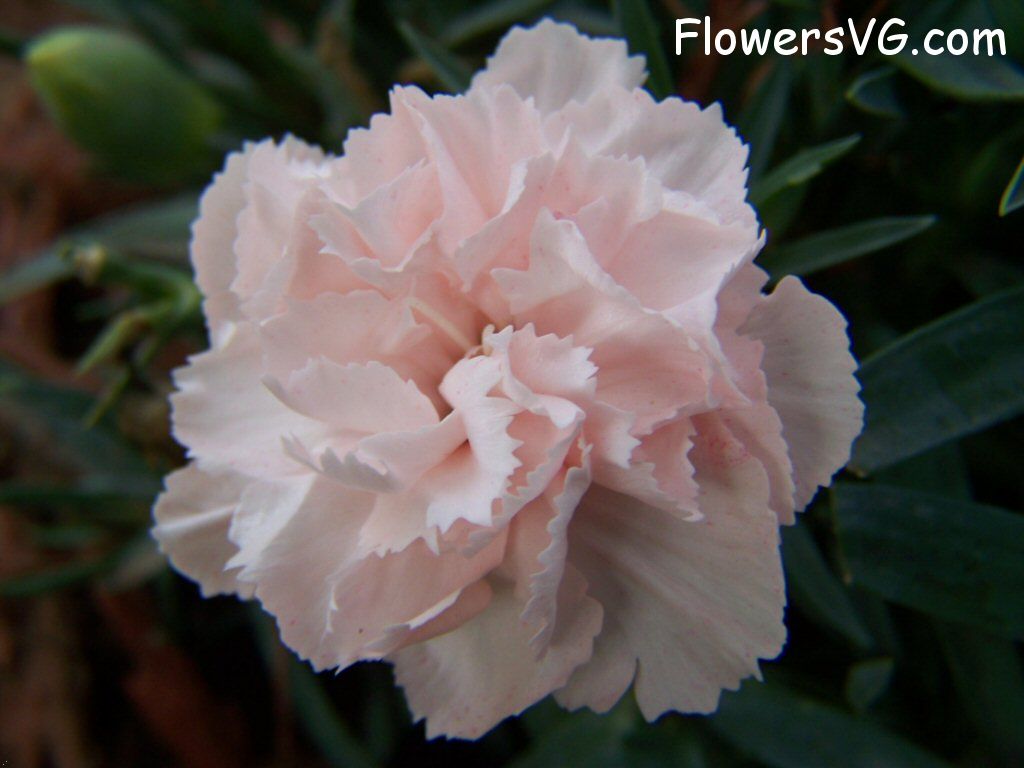 carnation flower Photo flowers_pics_3523.jpg