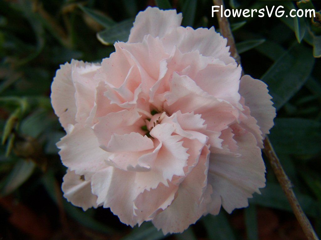 carnation flower Photo flowers_pics_3524.jpg