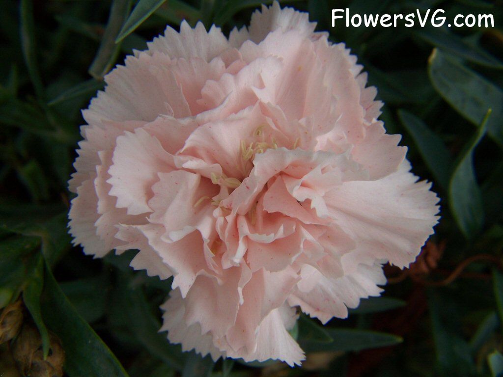 carnation flower Photo flowers_pics_3597.jpg