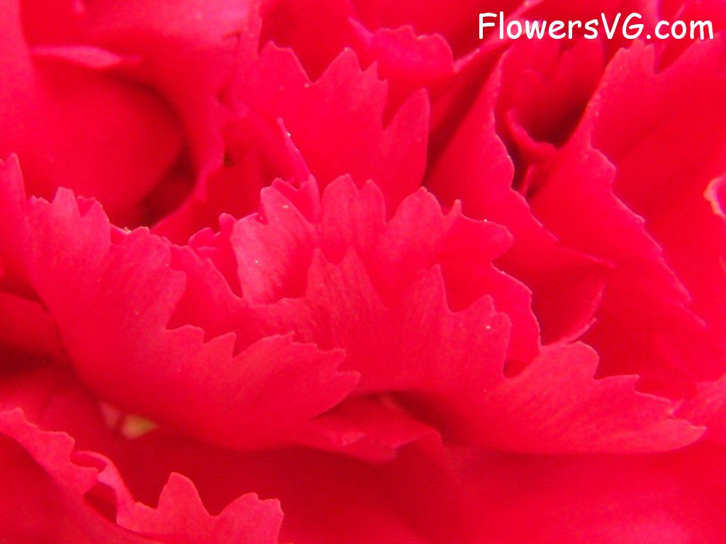 carnation flower Photo flowers_pics_3628.jpg