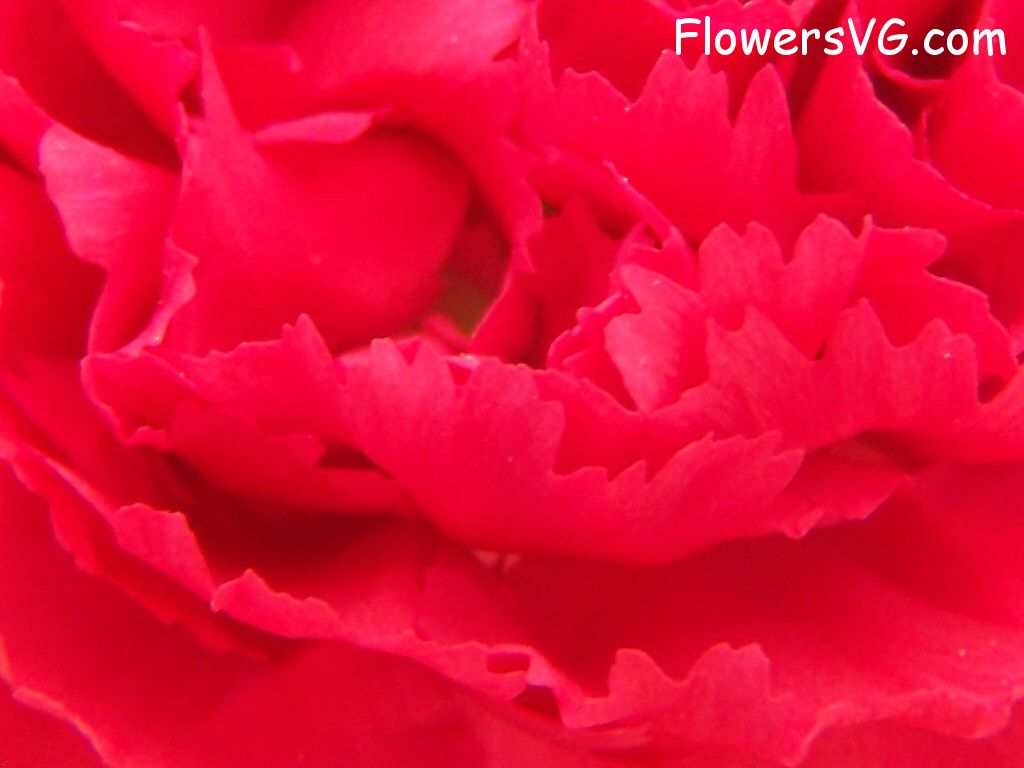 carnation flower Photo flowers_pics_3629.jpg