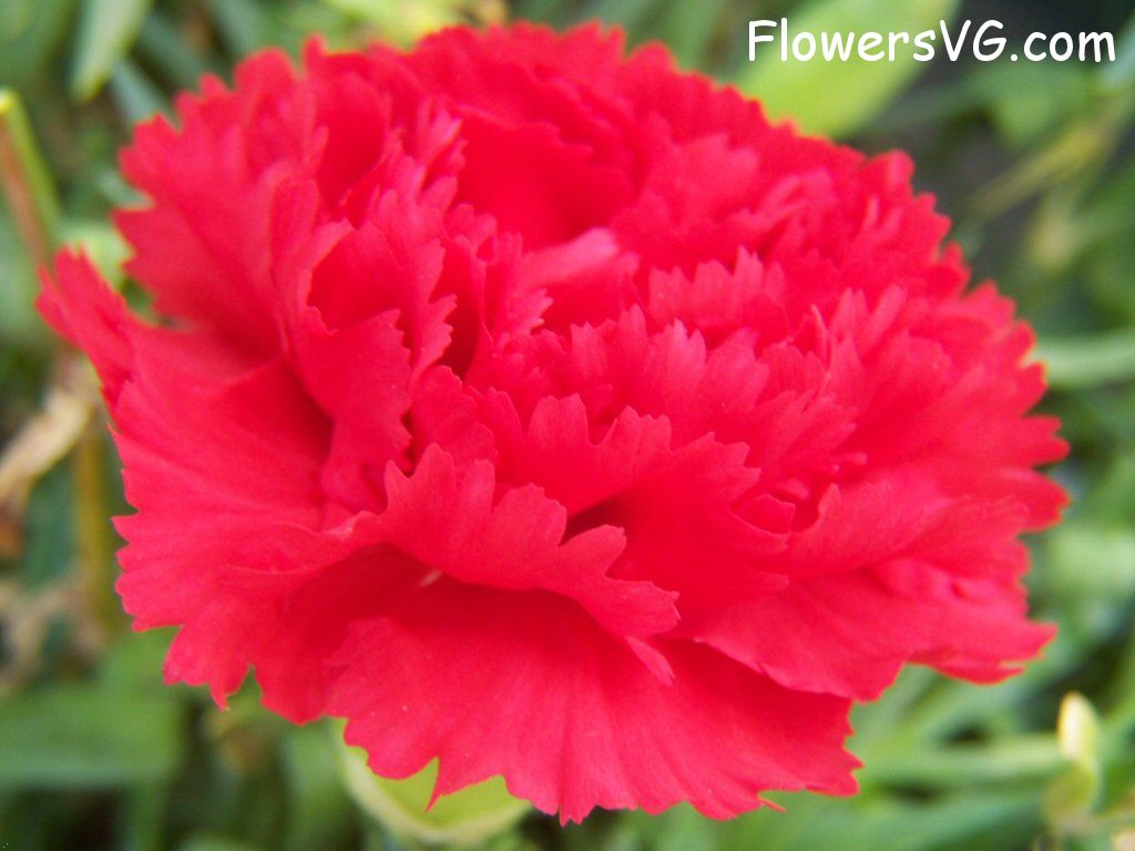 carnation flower Photo flowers_pics_3645.jpg