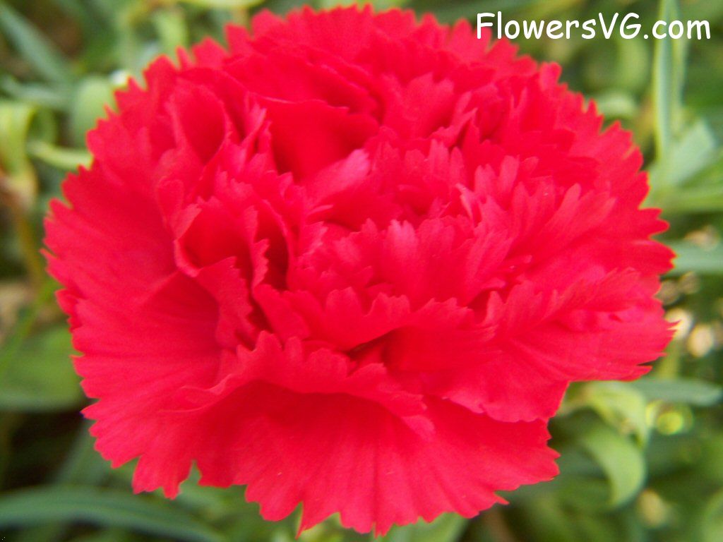 carnation flower Photo flowers_pics_3649.jpg
