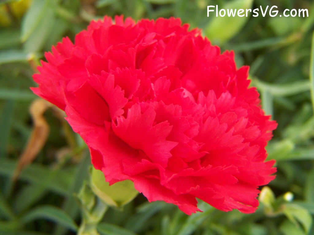 carnation flower Photo flowers_pics_3650.jpg