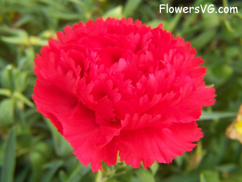 carnation flower Photo flowers_pics_3651.jpg