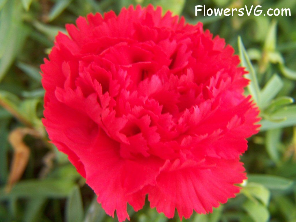carnation flower Photo flowers_pics_3653.jpg