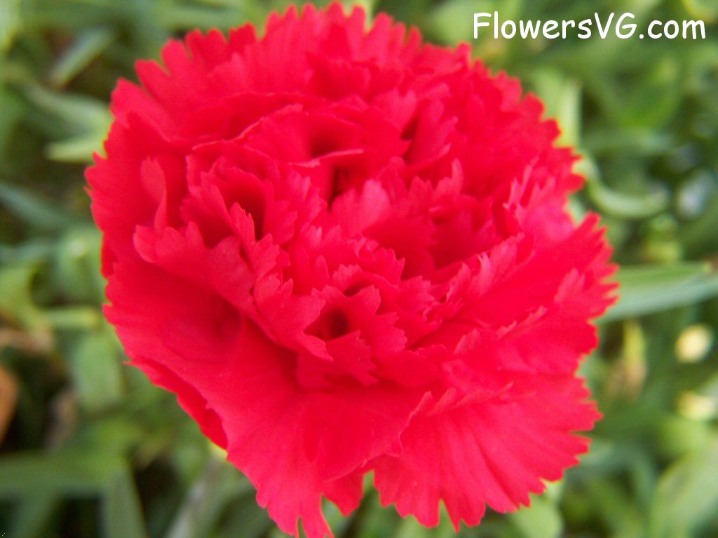 carnation flower Photo flowers_pics_3654.jpg