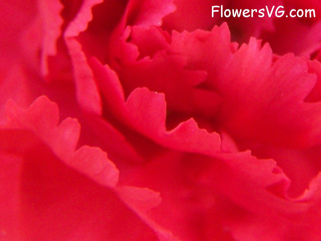 carnation flower Photo flowers_pics_3655.jpg