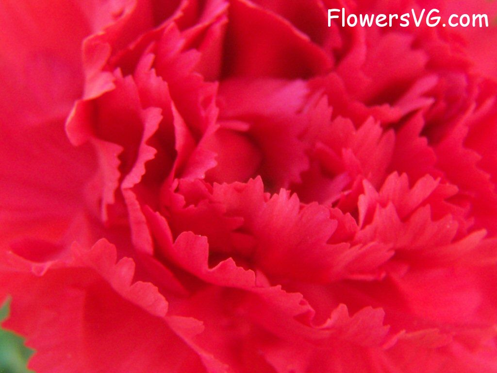 carnation flower Photo flowers_pics_3656.jpg