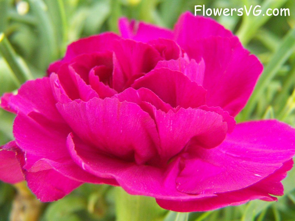 carnation flower Photo flowers_pics_3660.jpg