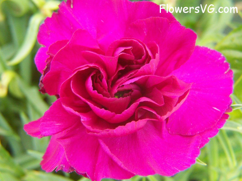 carnation flower Photo flowers_pics_3661.jpg