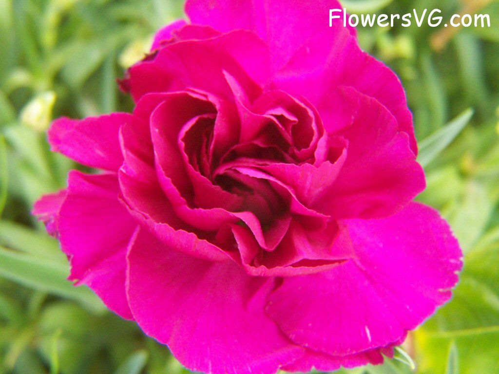 carnation flower Photo flowers_pics_3662.jpg