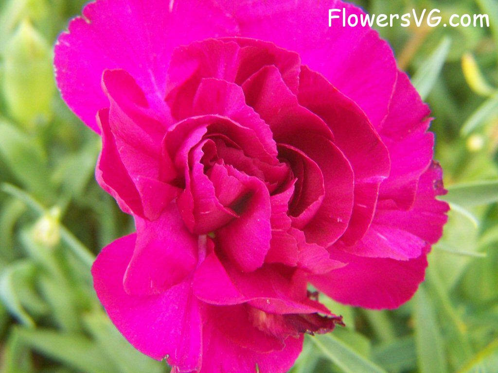carnation flower Photo flowers_pics_3666.jpg