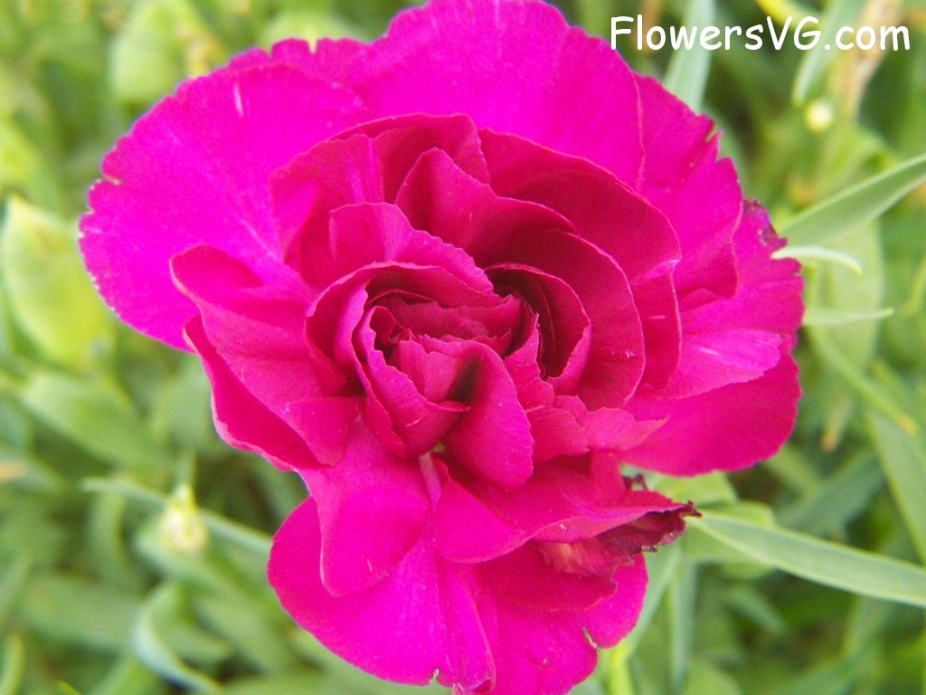 carnation flower Photo flowers_pics_3667.jpg