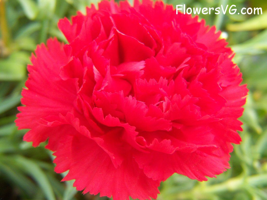 carnation flower Photo flowers_pics_3671.jpg