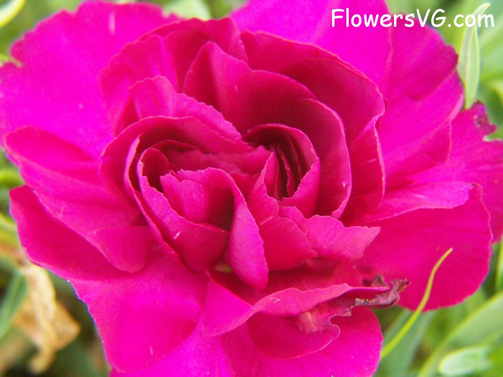 carnation flower Photo flowers_pics_3686.jpg