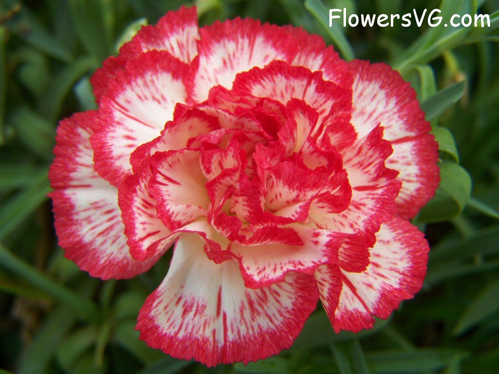 carnation flower Photo flowers_pics_3695.jpg