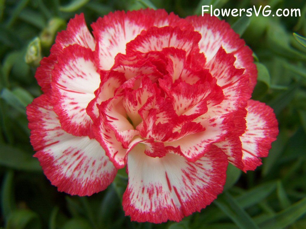 carnation flower Photo flowers_pics_3696.jpg