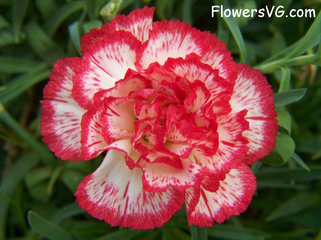 carnation flower Photo flowers_pics_3699.jpg