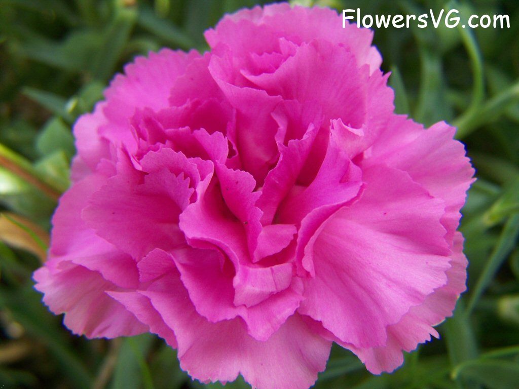 carnation flower Photo flowers_pics_3708.jpg