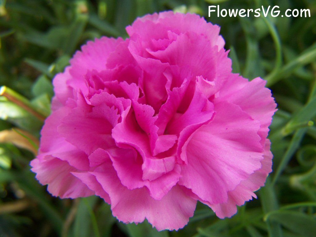 carnation flower Photo flowers_pics_3709.jpg