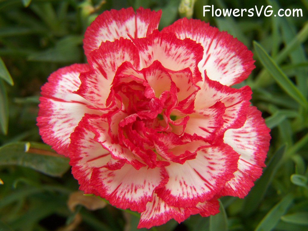 carnation flower Photo flowers_pics_3718.jpg