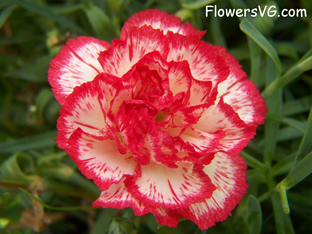 carnation flower Photo flowers_pics_3719.jpg