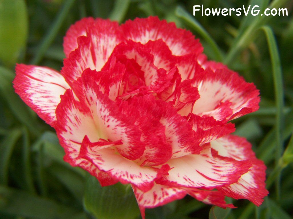 carnation flower Photo flowers_pics_3720.jpg
