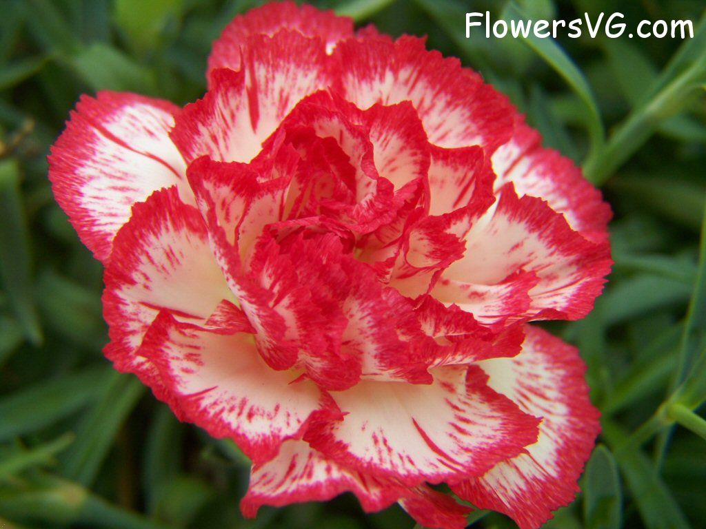 carnation flower Photo flowers_pics_3721.jpg