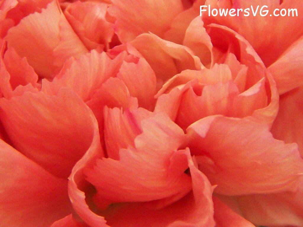 carnation flower Photo flowers_pics_3731.jpg