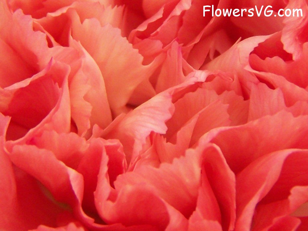 carnation flower Photo flowers_pics_3741.jpg