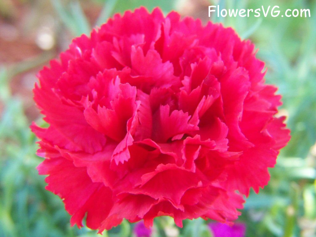 carnation flower Photo flowers_pics_3856.jpg