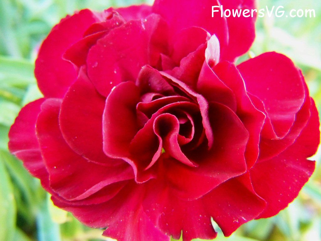 carnation flower Photo flowers_pics_3859.jpg