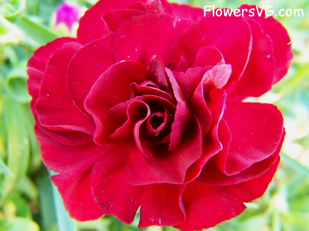 carnation flower Photo flowers_pics_3860.jpg