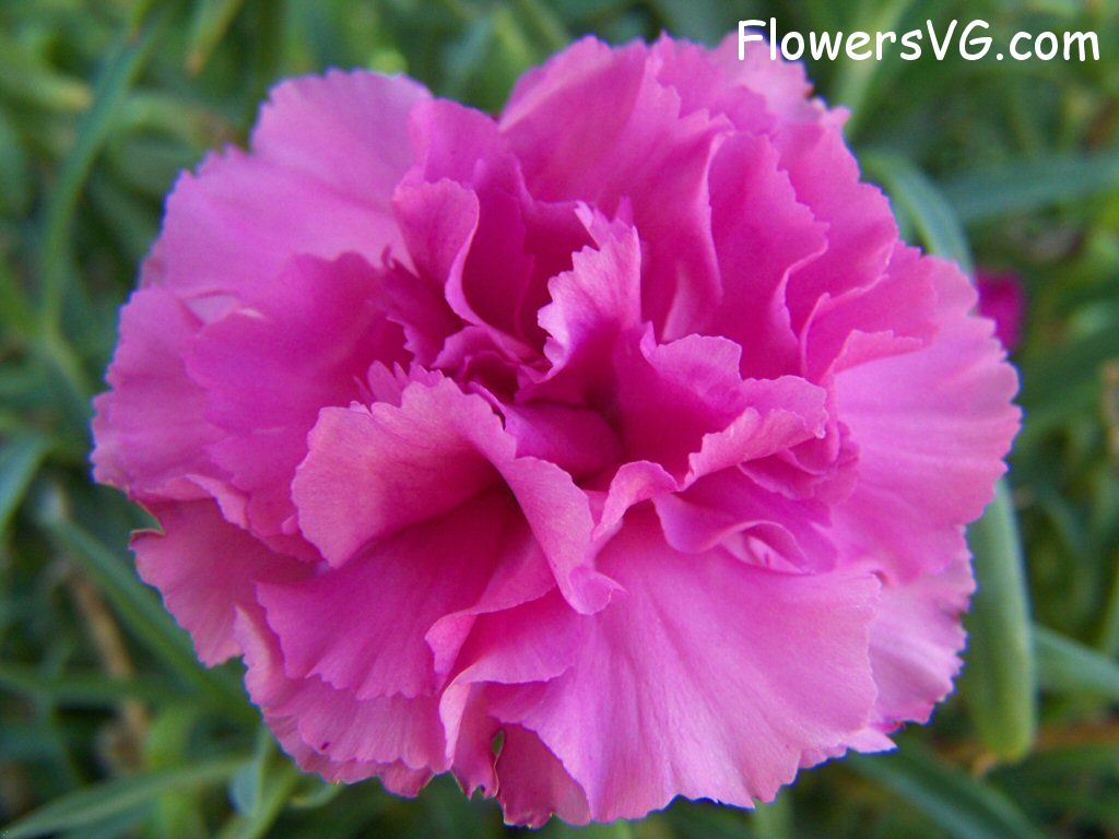 carnation flower Photo flowers_pics_3867.jpg