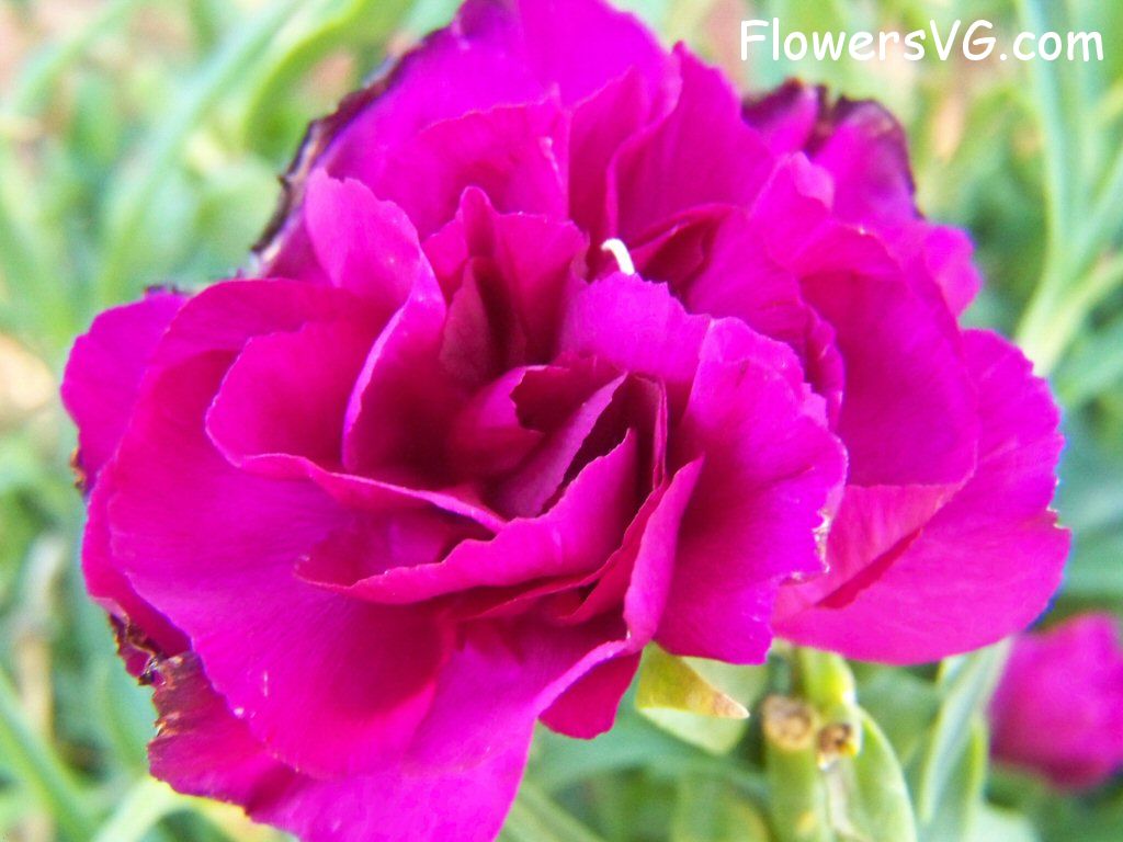 carnation flower Photo flowers_pics_3871.jpg