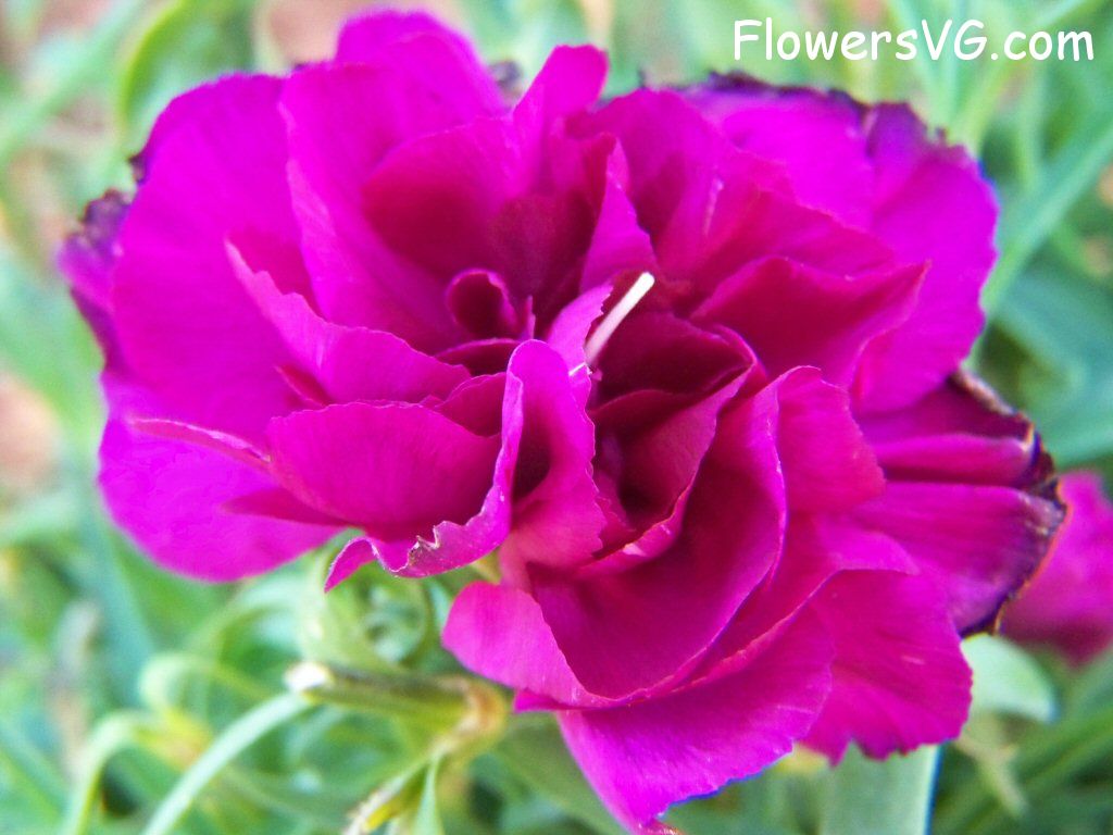 carnation flower Photo flowers_pics_3873.jpg