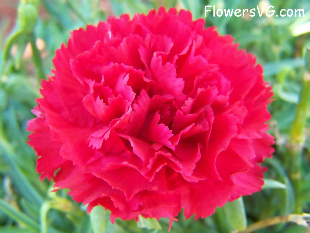 carnation flower Photo flowers_pics_3879.jpg
