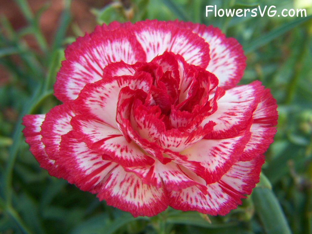 carnation flower Photo flowers_pics_3891.jpg