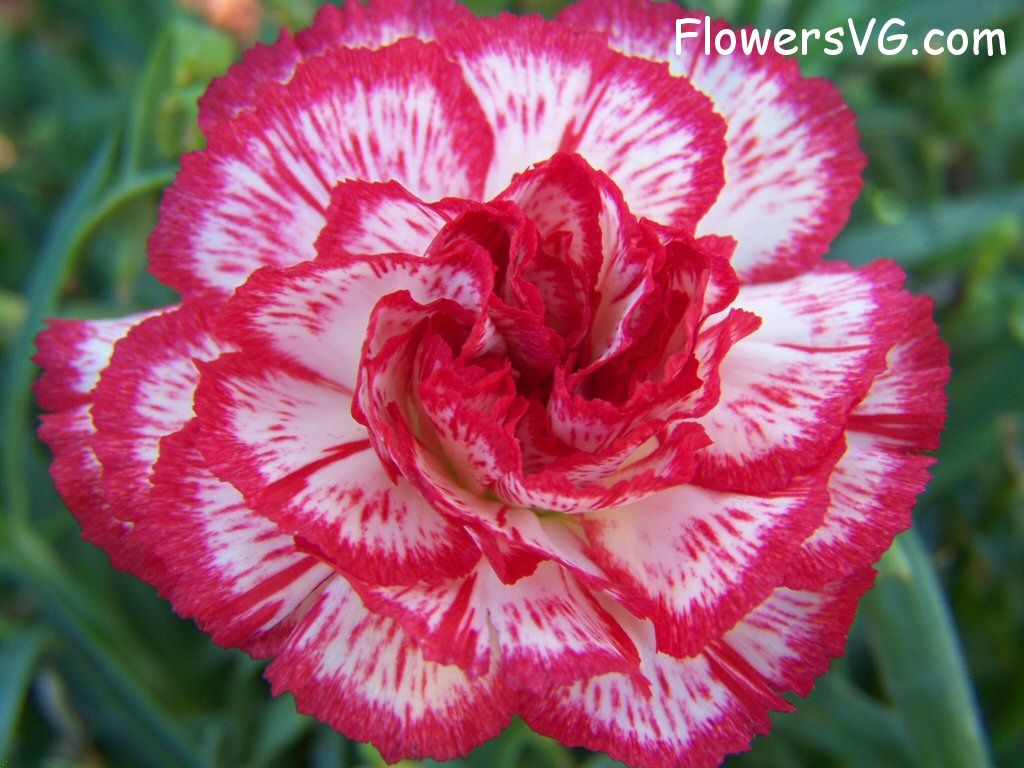 carnation flower Photo flowers_pics_3894.jpg
