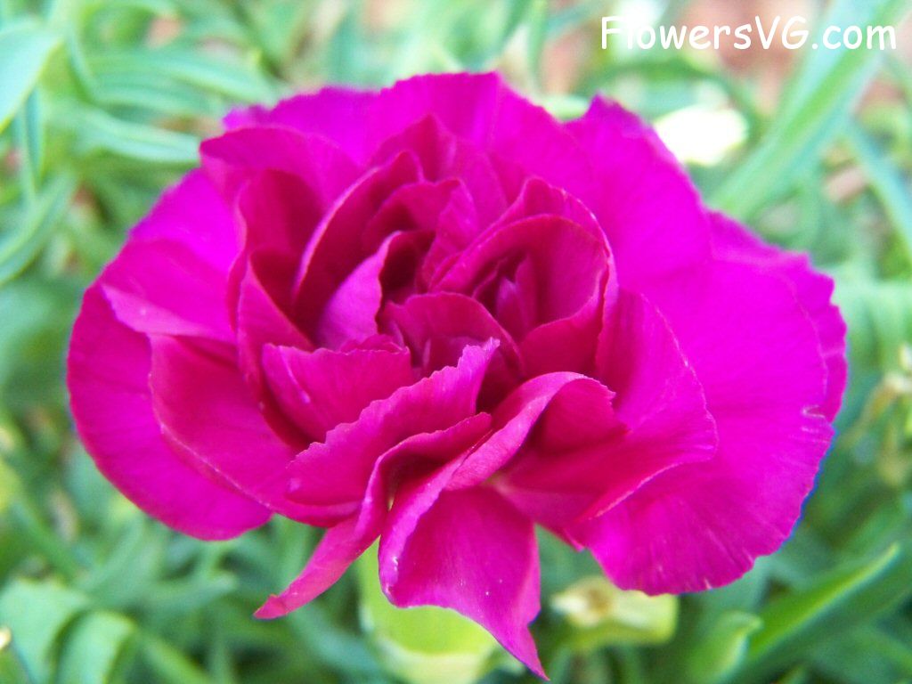 carnation flower Photo flowers_pics_3900.jpg