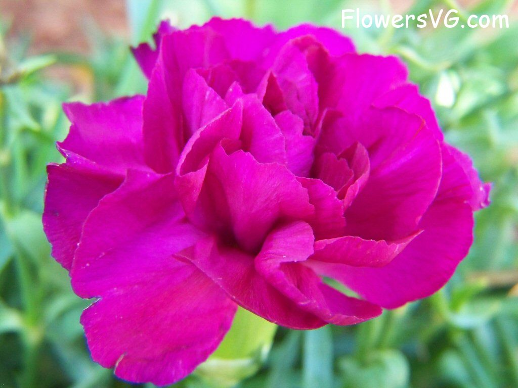 carnation flower Photo flowers_pics_3901.jpg